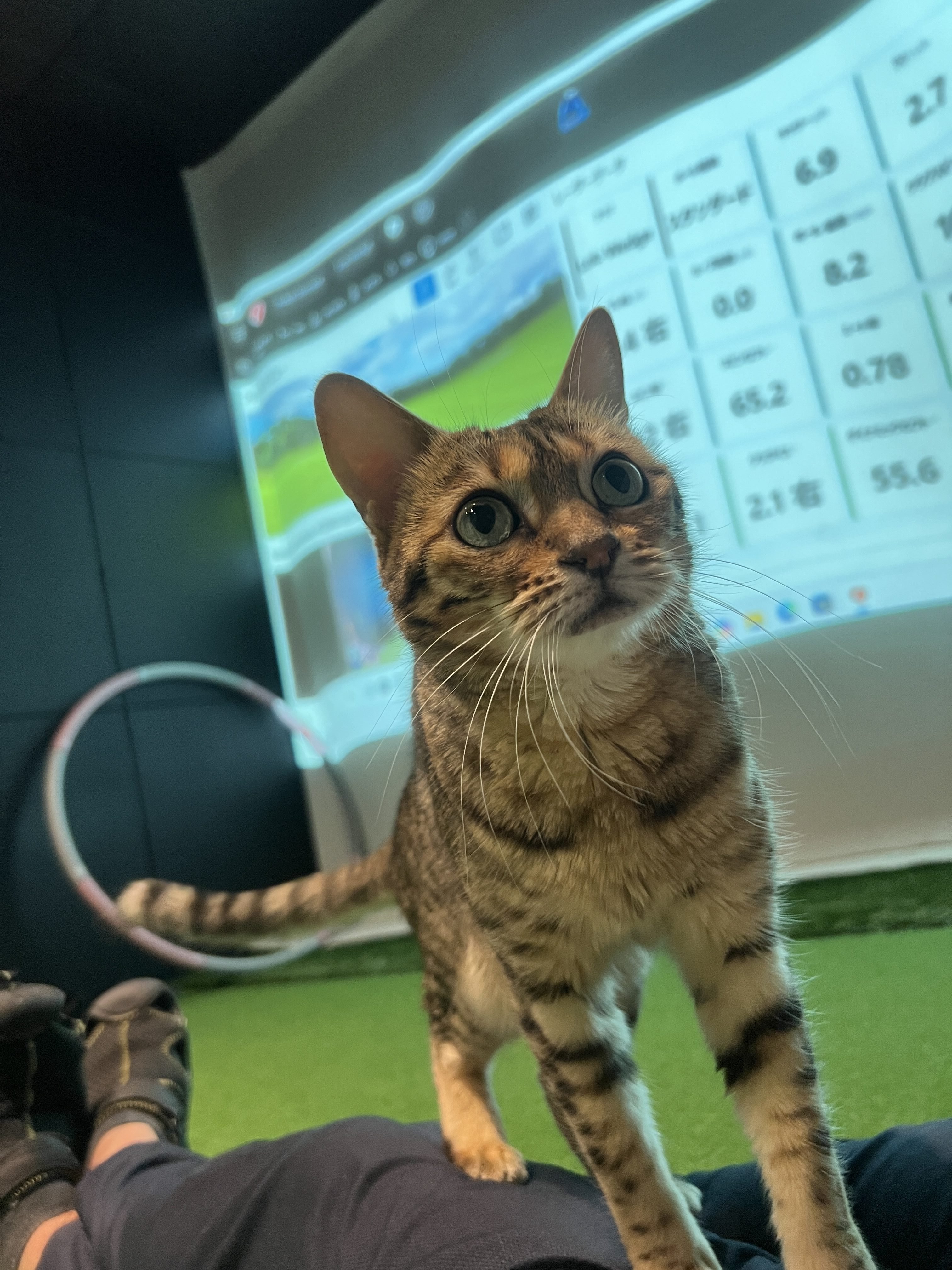 Golf studio 3